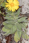 Godfrey's goldenaster